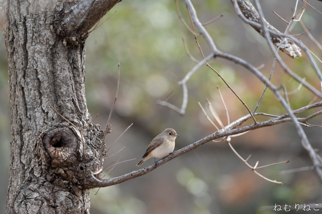 ニシオジロビタキ５