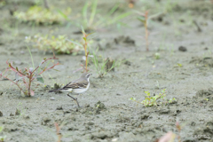 ツメナガセキレイ2 ツメナガセキレイ2