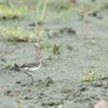 ツメナガセキレイ2