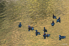 ダム湖のオシドリ3