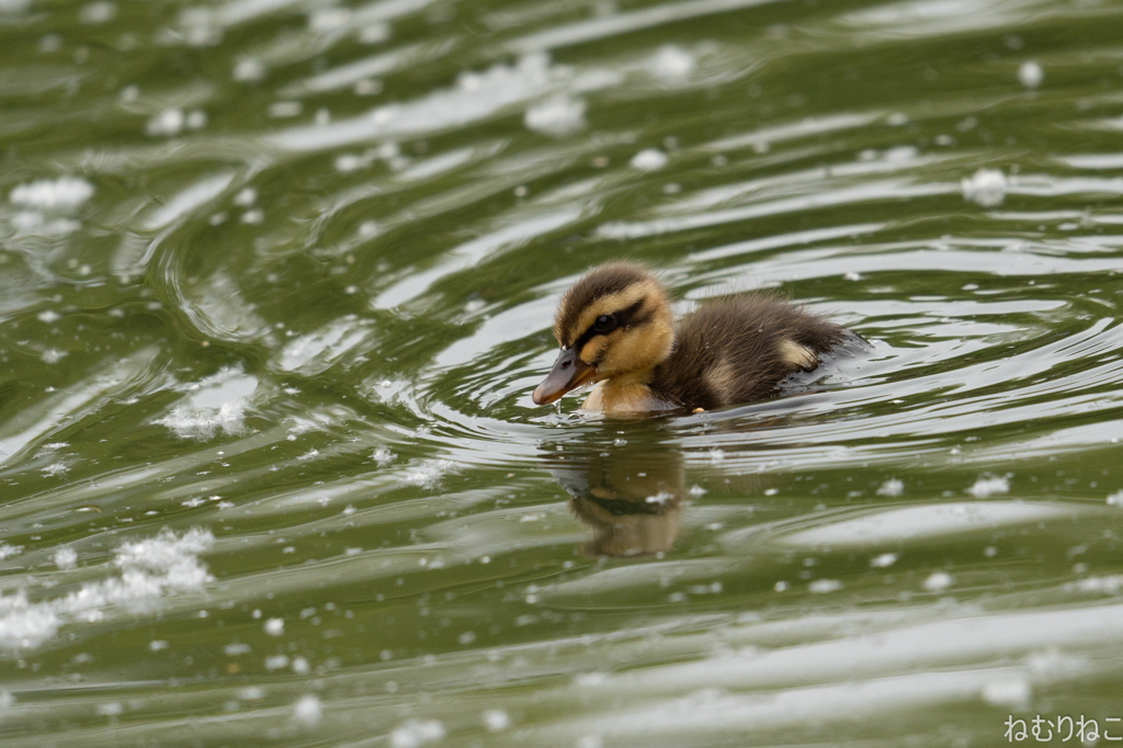 カルガモの雛8
