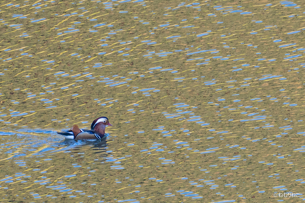 ダム湖のオシドリ1