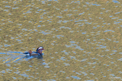 ダム湖のオシドリ1