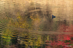 ダム湖のオシドリ8