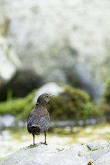 カワガラスの幼鳥3