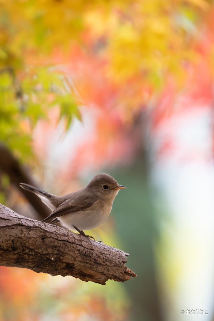 紅葉とニシオジロビタキ10