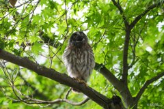 アオバズクの雛3