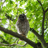 アオバズクの雛3