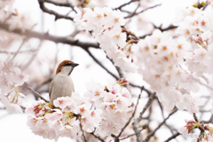 ニュウナイスズメ3