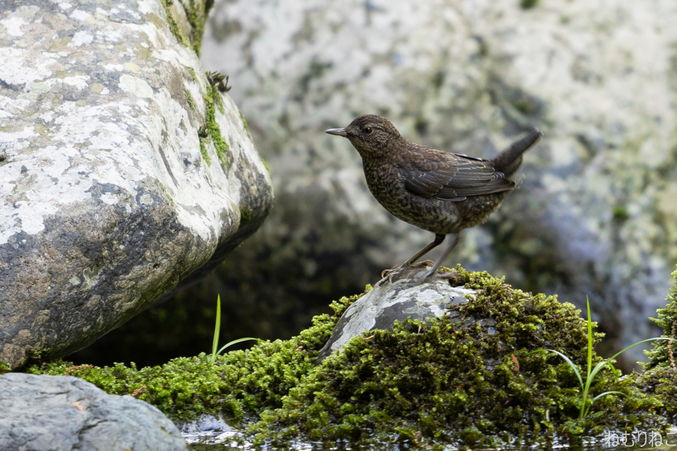 カワガラスの幼鳥5