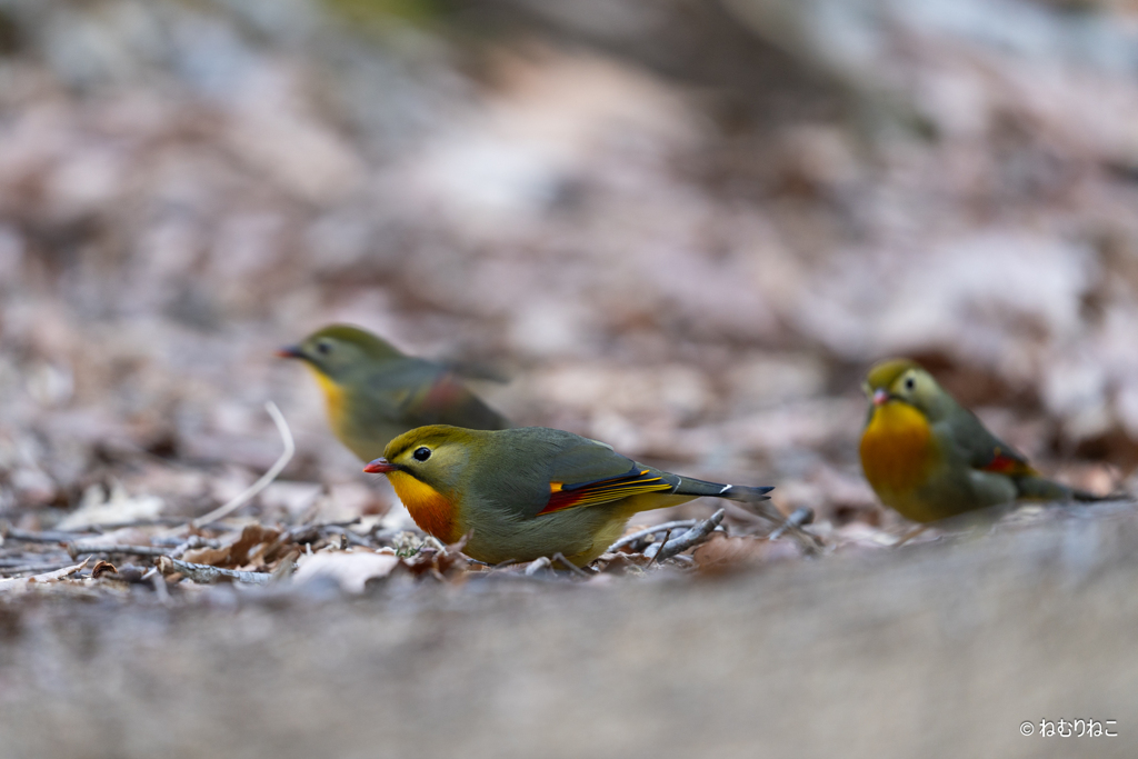ソウシチョウ2