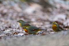 ソウシチョウ2