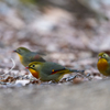 ソウシチョウ2