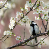 シジュウカラ1