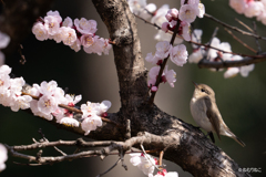杏の花とニシオジロビタキ5