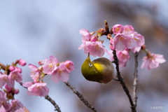 河津桜にメジロ3