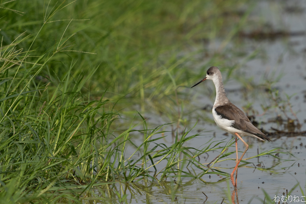 セイタカシギ7