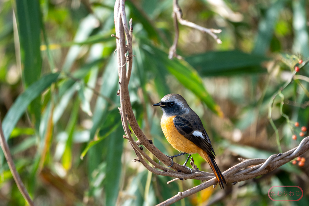 ジョウビタキ１