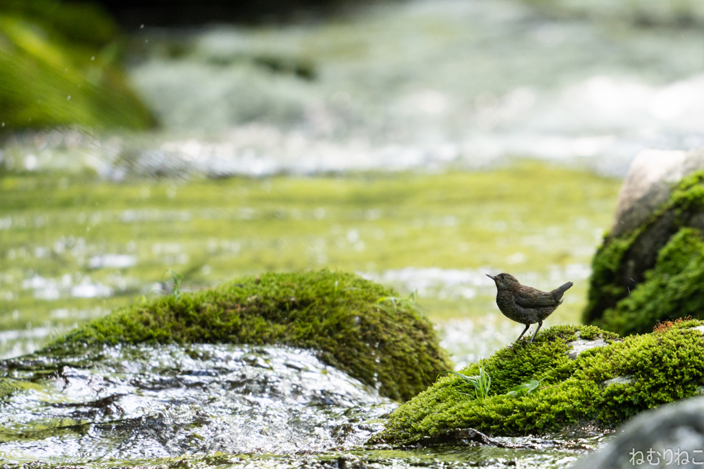 カワガラスの幼鳥1