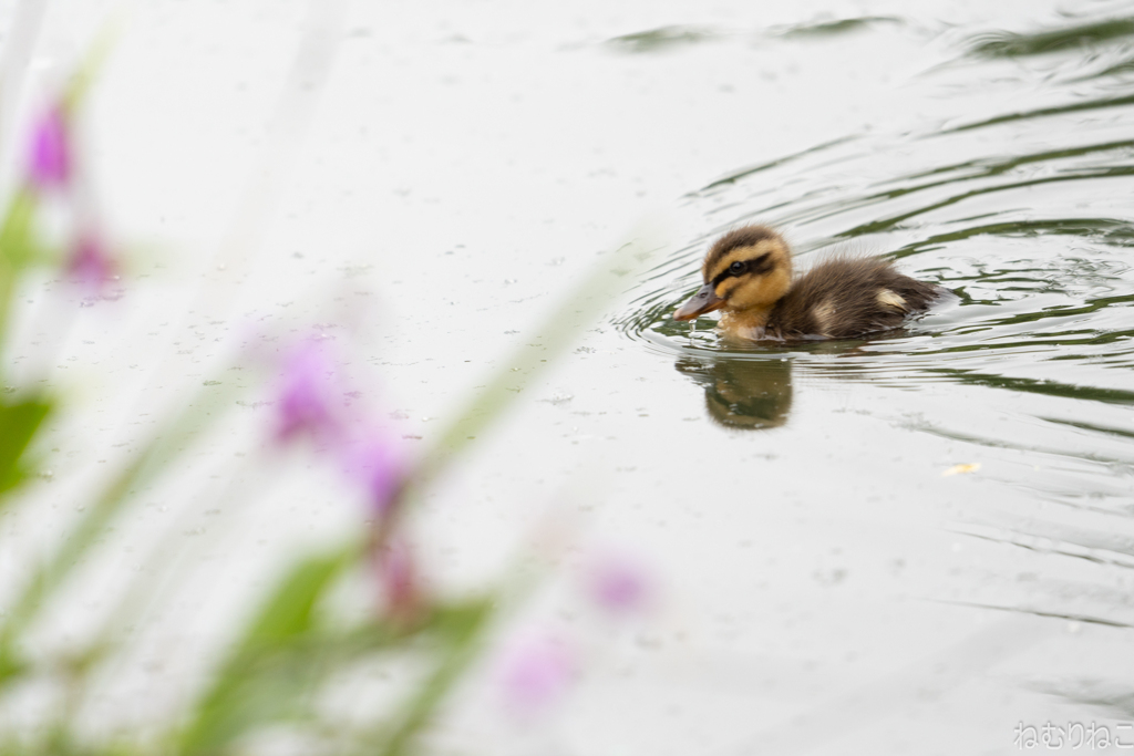 カルガモの雛13