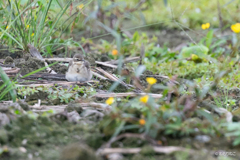 ツメナガセキレイ4 ツメナガセキレイ4