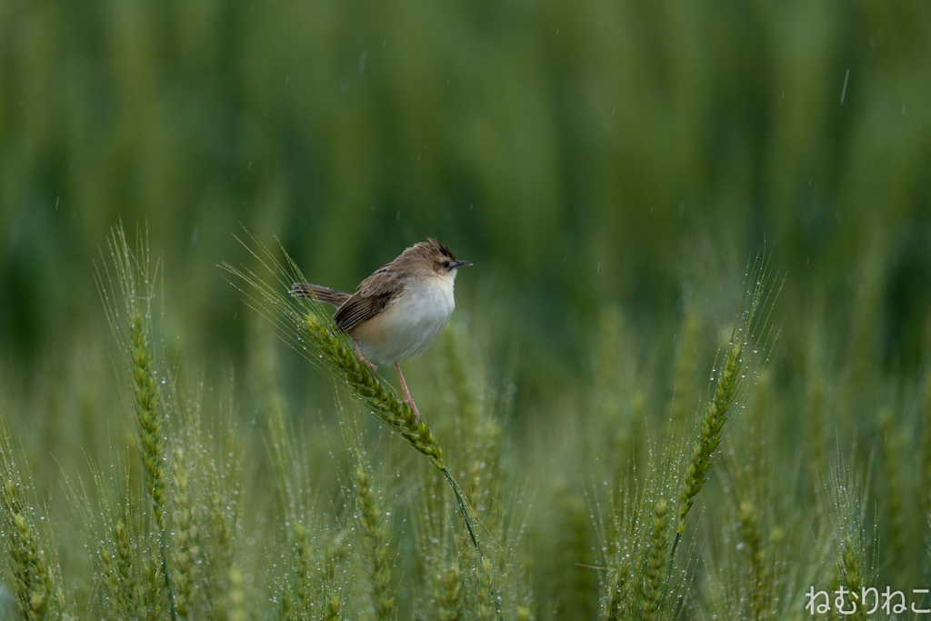 雨粒と麦セッカ3