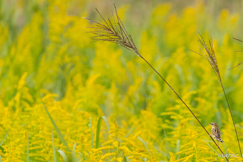 短い秋の草原にて7