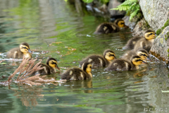 カルガモの子供３