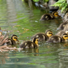 カルガモの子供３