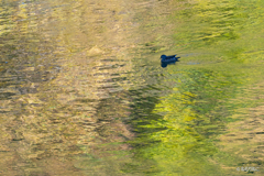 ダム湖のオシドリ4