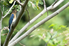 里山の鳥たち8