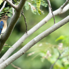 里山の鳥たち8
