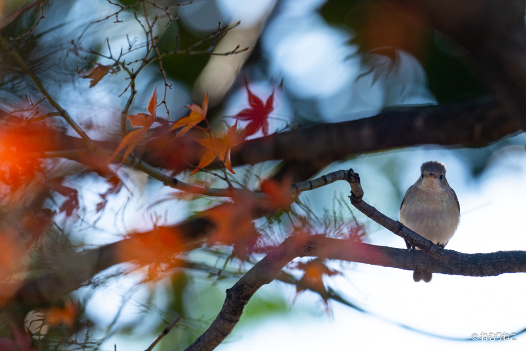 ニシオジロビタキ1