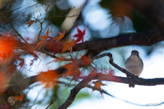 ニシオジロビタキ1