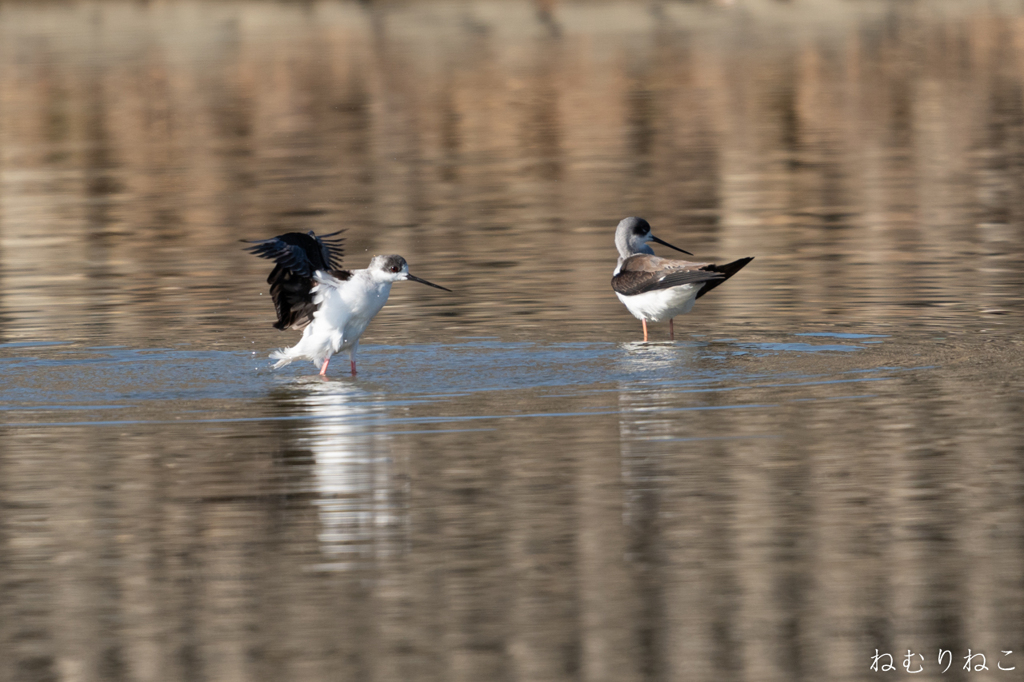 セイタカシギ３