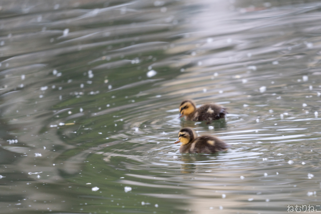 カルガモ雛5