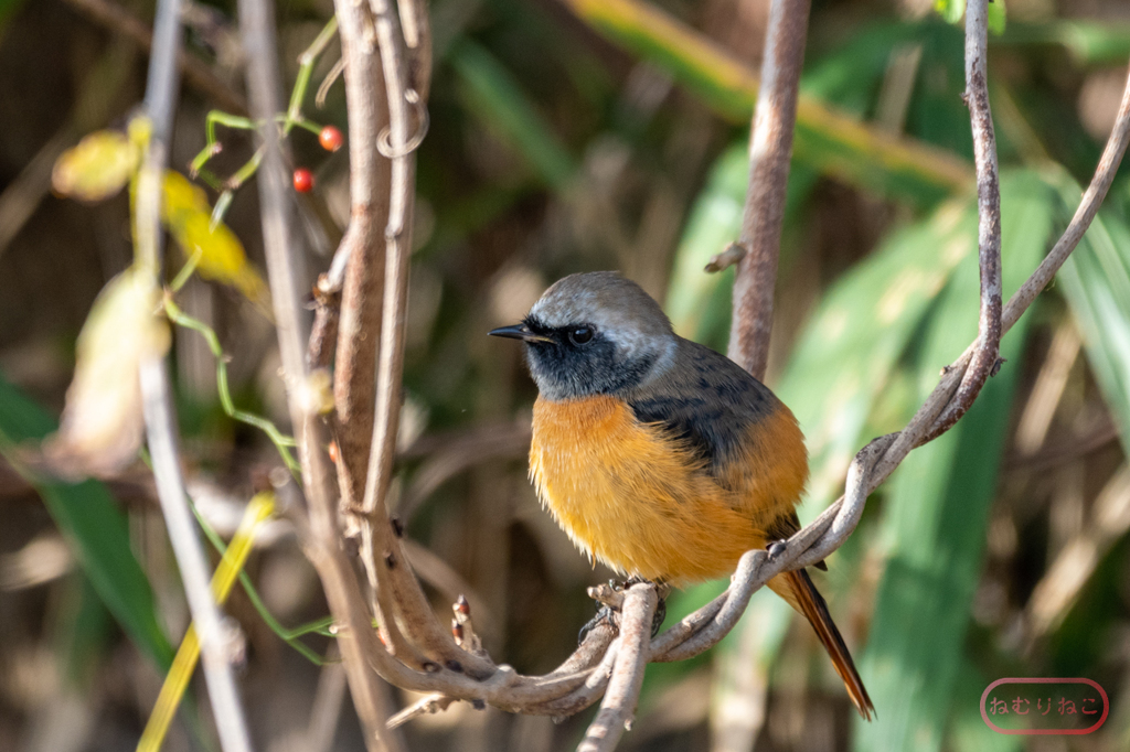 ジョウビタキ４