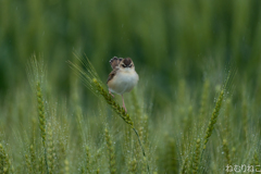 雨粒と麦セッカ2