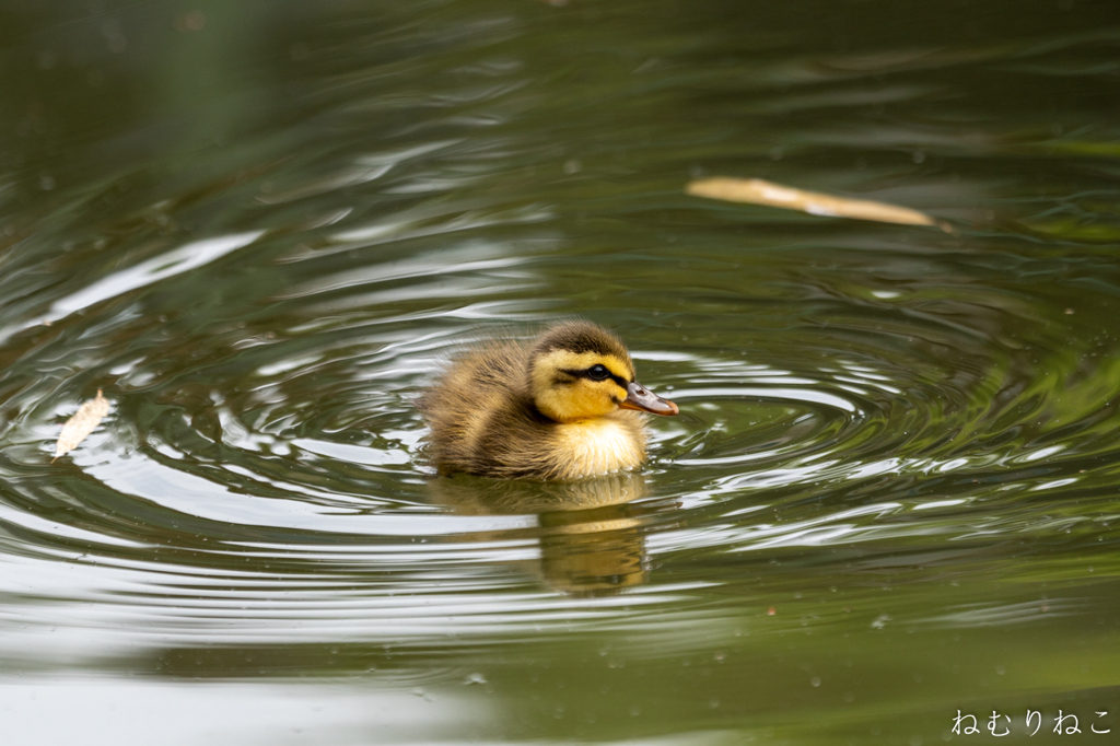 カルガモの子供９