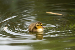 カルガモの子供９