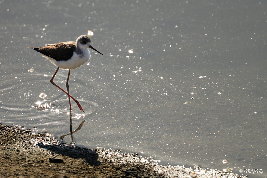 セイタカシギ10