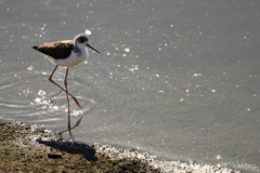 セイタカシギ10