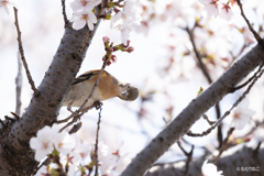 桜と花鶏2