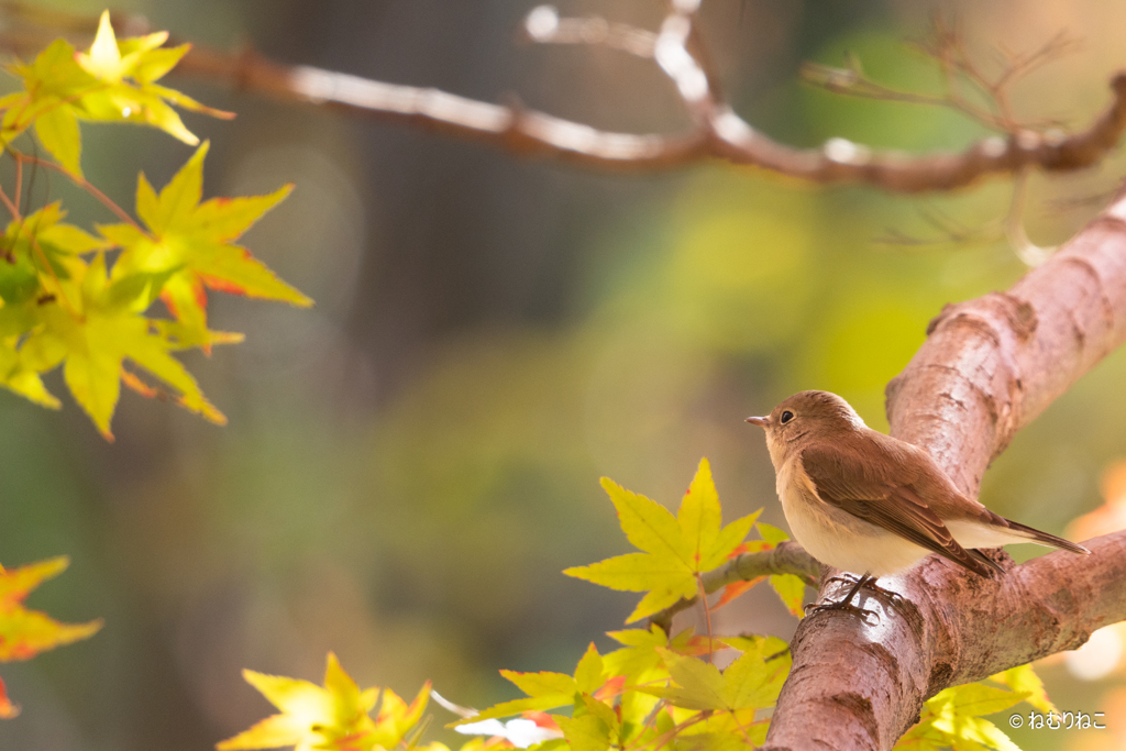 紅葉とニシオジロビタキ6
