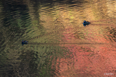 ダム湖のオシドリ9