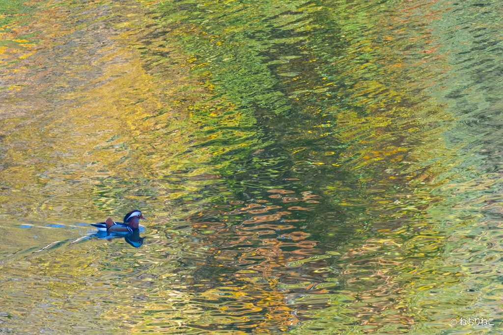 ダム湖のオシドリ2