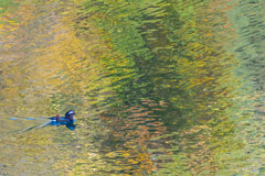 ダム湖のオシドリ2