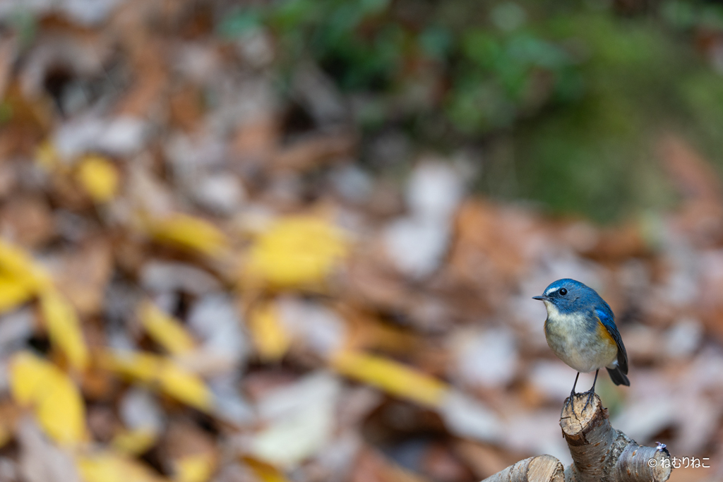 ルリビタキ6