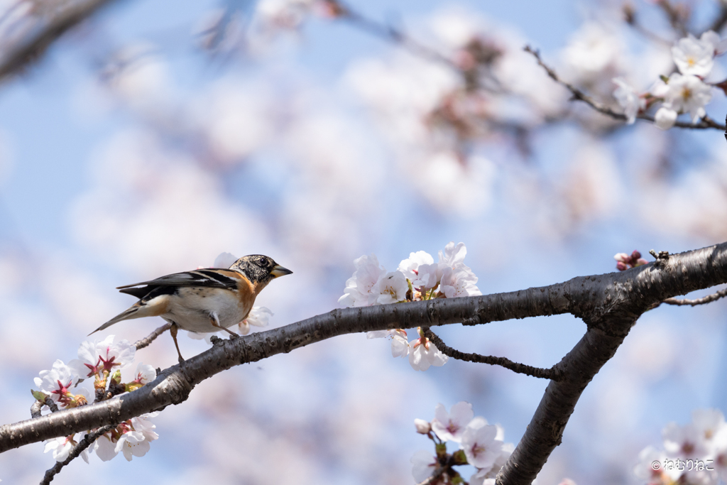 桜と花鶏7