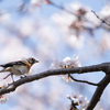 桜と花鶏7